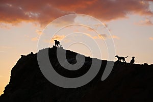 Pack of ownerless dogs on mountain