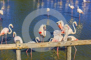 Pack of pink charming flamingos in shallow lake