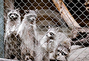 A pack of raccoons in a zoo cage