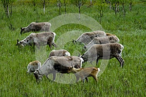 Pack of reindeer`s eating grass in summer Lapland, Finland