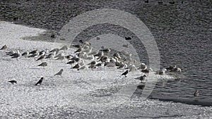 Pack of sea seagulls Larus marinus on lake ice in the early spring