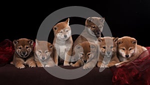 Pack of seven shiba inu puppies and looking in