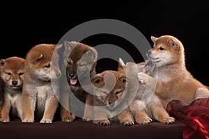 Pack of seven shiba inu puppies and looking in camera