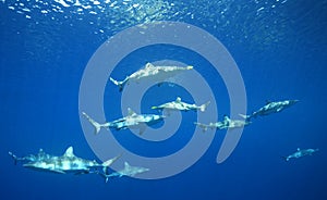 A Pack of Sharks swimming underwater