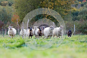 Pack of sheep with an Australian Shepherd dog