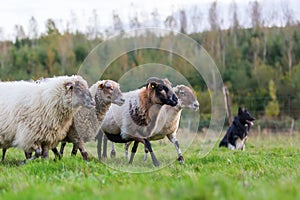 Pack of sheep with an Australian Shepherd dog photo