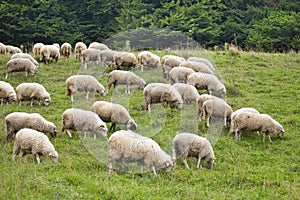 Pack of sheeps on the grass