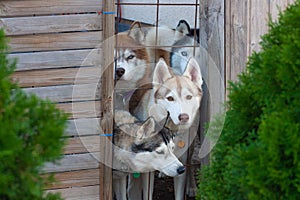Pack of siberian huskies looking thru a fence