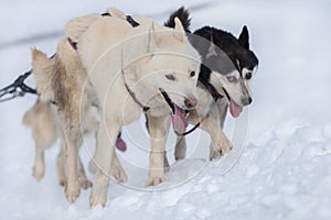 A pack of siberian huskies and malamuts participating in the dog sled racing contest