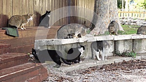 Pack of stray cats sees a person, dog or other danger, so they became alert, raise their hackles and took a pose before