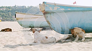 Pack of stray dogs relaxing on sandy beach near fishing boats on hot summer day. Homeless animals lying sleeping