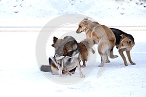 Pack of stray dogs in the snow