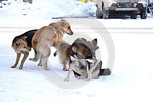Pack of stray dogs in the snow