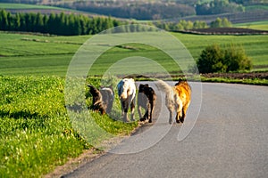 A pack of stray dogs wandering on the way