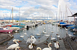 Pack of swans on the lake