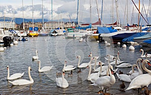 Pack of swans on Leman Lake in Geneva