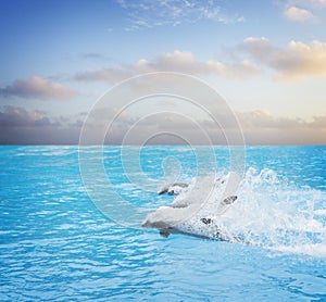 Pack of jumping dolphins