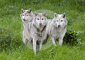 Pack Three of European Grey Wolves