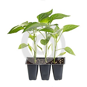 Pack of three pepper seedlings