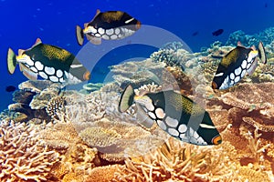 Pack of tropical fishes over a coral reef.Close up in a sunny day