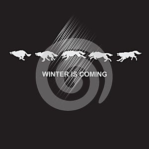 Pack of white wolves.