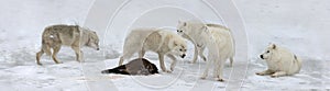 Pack of arctic wolves hunting