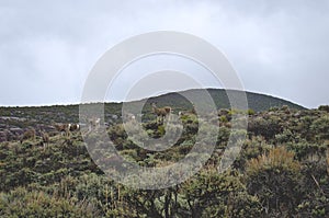 A pack of whitetail deer on the hill