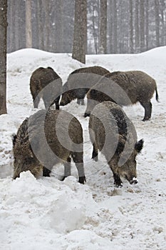 Pack of wild boars photo