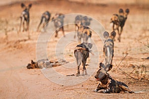 Pack of Wild Dog departing