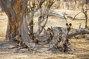 A pack of wild dogs.