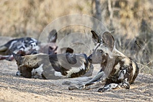 A pack of wild dogs