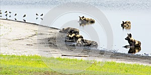 Pack of Wild Dogs in a Shallow Pond