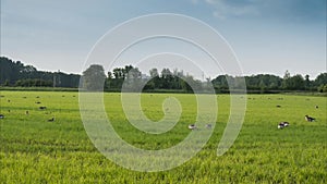 The pack of wild geese is grazed on a meadow in Lower Saxony.