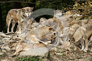 A pack of wolves