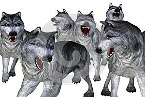 Pack of wolves