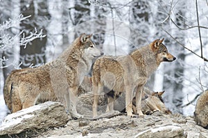 A Pack of wolves