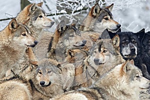 A Pack of wolves