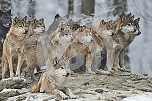 A Pack of wolves