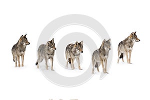 Pack of wolves photo