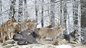 A Pack of wolves photo