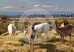 Pack of young fallow deer