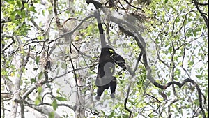 Pack of Yucatan Howler Monkeys in the Jungle