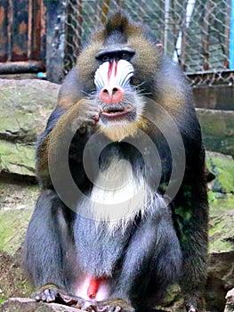 Package, the joys and sorrows of the mandrill expression. photo