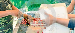 Package sweet cherries into plastic box container on conveyor belt line at cherry orchards