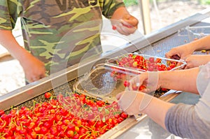 Package sweet cherries into plastic box container on conveyor belt line at cherry orchards