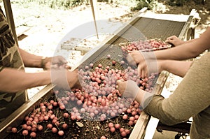 Package sweet cherries into plastic box container on conveyor belt line at cherry orchards