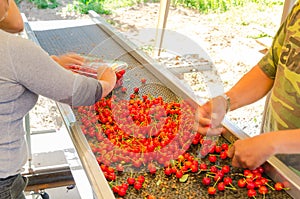 Package sweet cherries into plastic box container on conveyor belt line at cherry orchards