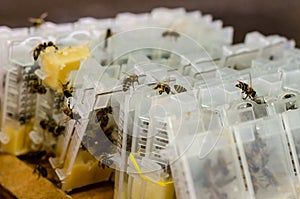 Packaged bees, honey bee queens for sale