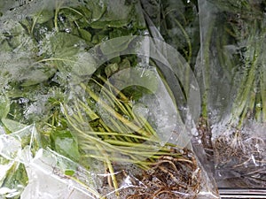 Packaged spinach is ready to cook