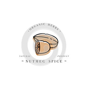 Packaging design template logo and emblem - herb and spice - nutmeg nut. Logo in trendy linear style.